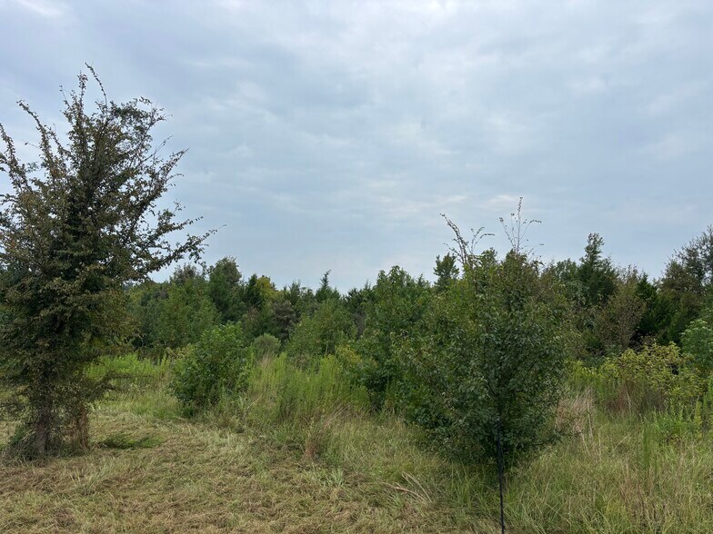 More Photos Of TBD 12.49 CR 1243 Linden Texas 75563, Linden Land For Sale