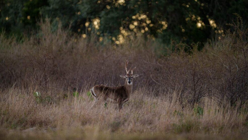 More Photos Of 917 Bear Springs rd, Mason Land For Sale