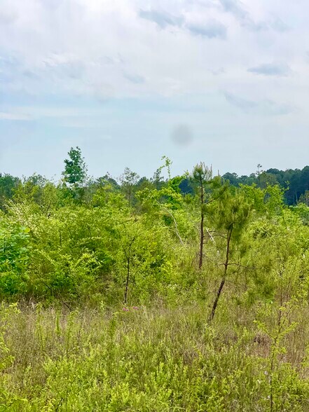 More Photos Of TBD County Road 336, Tyler Land For Sale