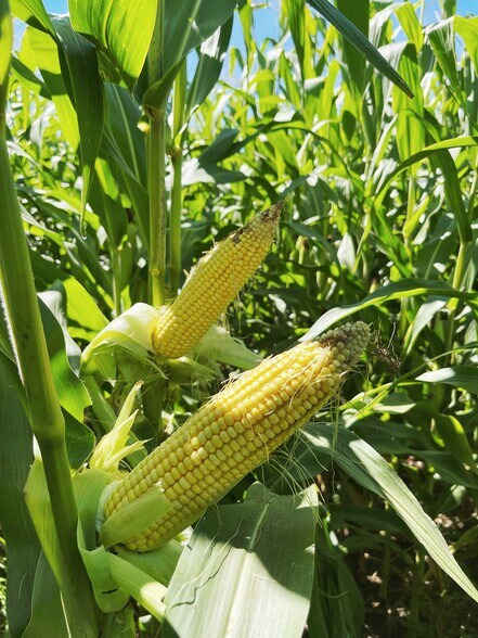 More Photos Of 1800 Hope Farms Rd, Socorro Land For Sale