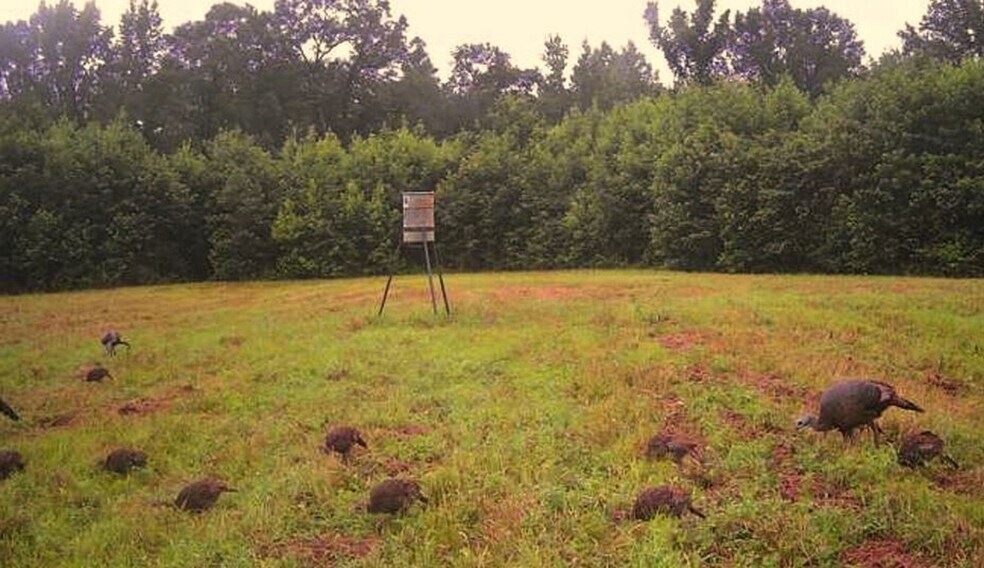 More Photos Of 17796 Dry Branch loop, Northport Land For Sale