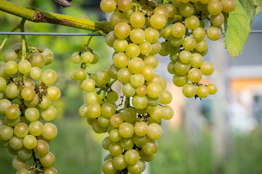 More Photos Of 848 CT-171, Woodstock Winery Vineyard For Sale