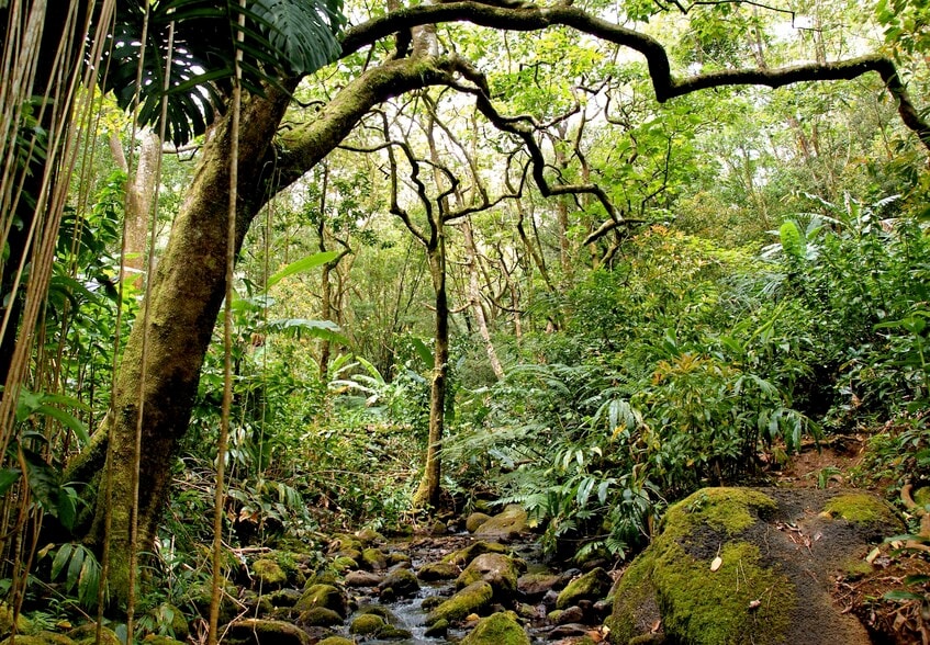 More Photos Of 3737 Manoa Rd, Honolulu Land For Sale