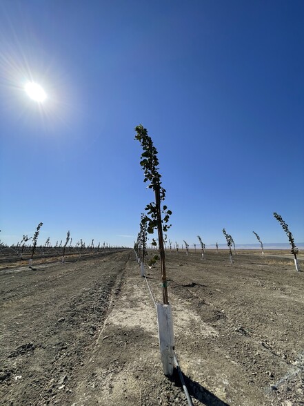 Primary Photo Of W Floral Ave @ S Amador Road, San Joaquin Land For Sale