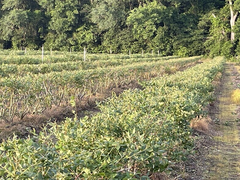 More Photos Of Harmony Road, Meigs Land For Sale