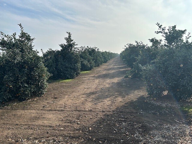 More Photos Of Road 264-South of 95 ave, Terra Bella Land For Sale