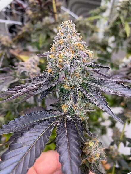 More Photos Of PowerPlant Park, Richmond Warehouse For Sale