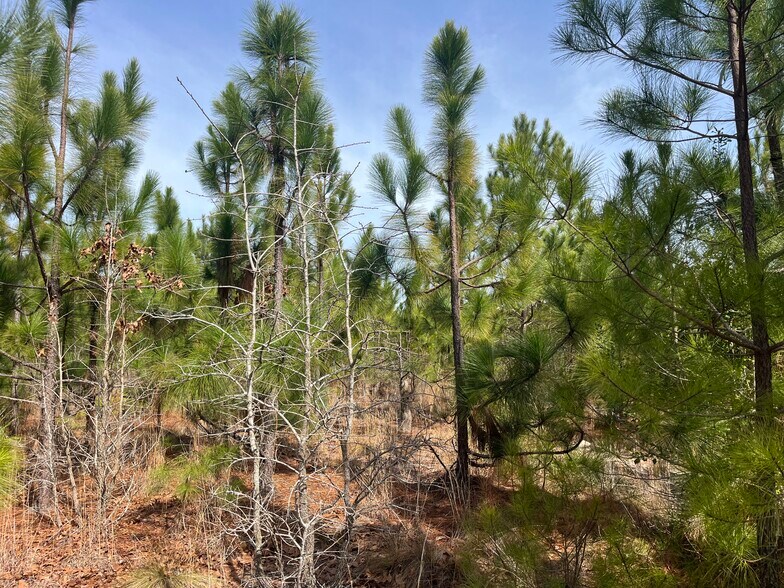 More Photos Of TBD US 15-501 Hwy, Pinehurst Land For Sale