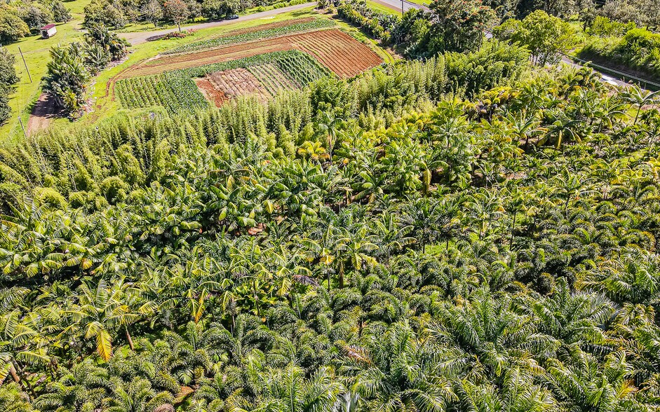 More Photos Of 27-2760 Hawaii Belt Rd, Pepeekeo Land For Sale