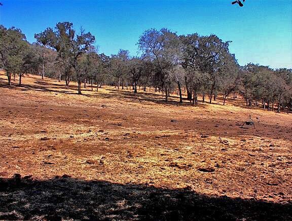 More Photos Of 38176 Cardinal, Yokuts Valley Land For Sale