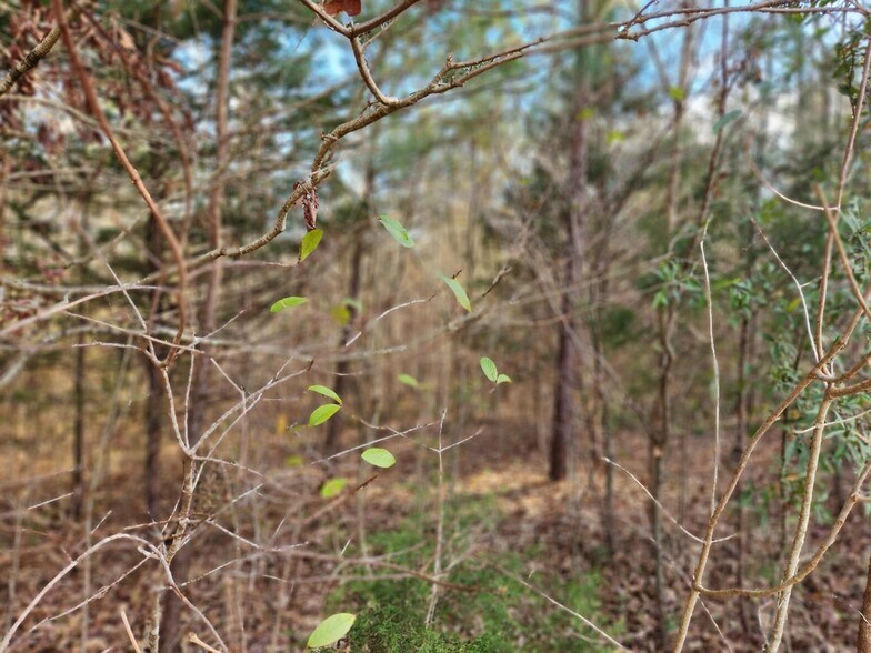 More Photos Of 1310 Mayflower Rd, Sale Creek Land For Sale