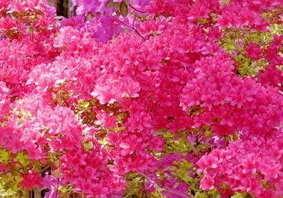 More Photos Of Chopawamsic Island, Quantico Land For Sale