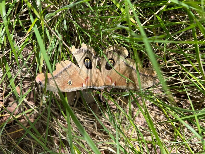 More Photos Of Cunningham Dr Dr, Lockhart Land For Sale