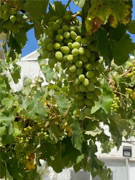 More Photos Of 691 Desert Trail Way, Tecopa Winery Vineyard For Sale