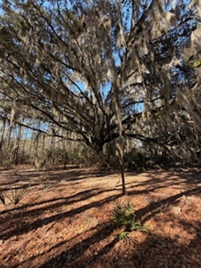 More Photos Of 1007 May River Rd, Bluffton Land For Sale