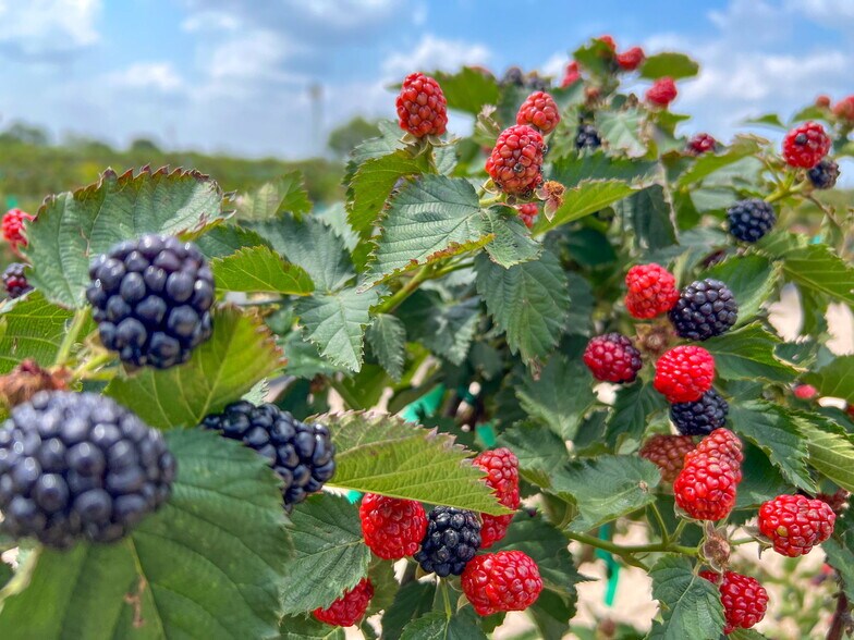 More Photos Of 995 W Gates Valley Rd, Poteet Land For Sale