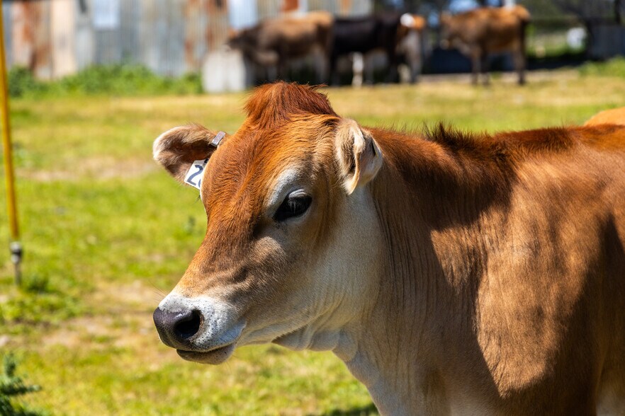 More Photos Of 21601 S Highway 1, Point Arena Land For Sale