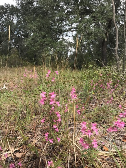 More Photos Of NW CR 250, Mayo Land For Sale