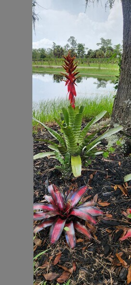 More Photos Of 20948 Corkscrew Rd, Estero Winery Vineyard For Sale