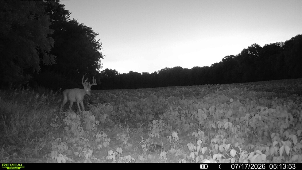 More Photos Of Walnut Hill Ln. (36.31+/- Acres), Elsberry Land For Sale