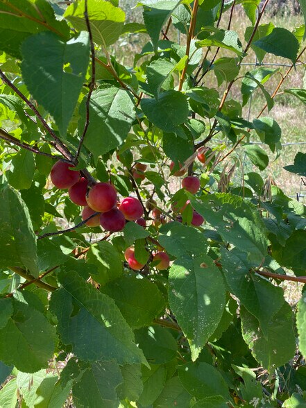 More Photos Of 157 Hergenrider Rd, Bridger Land For Sale