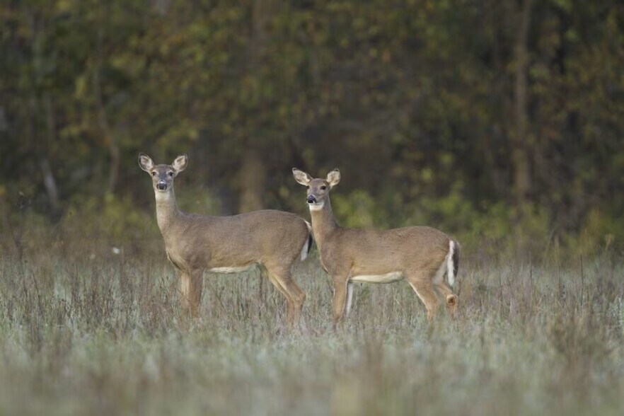 More Photos Of SW Corner Missouri 139 Highway & County Road 150, Hale Land For Sale