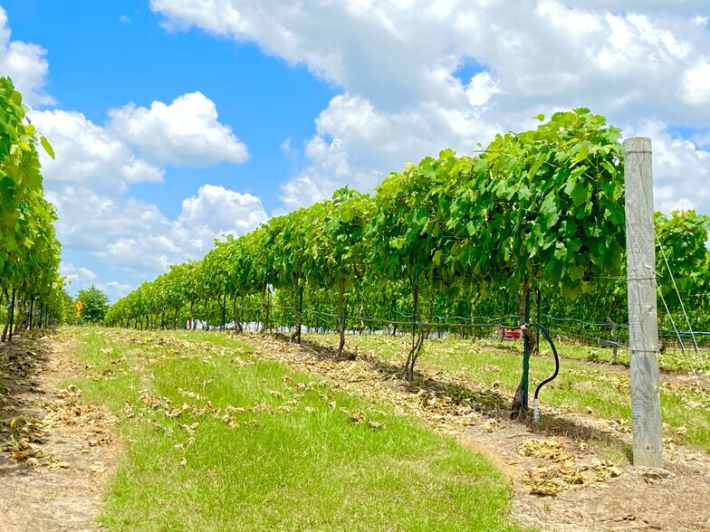 More Photos Of 5518 State Highway 198, Canton Winery Vineyard For Sale