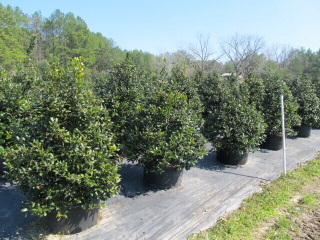 More Photos Of 224 Co Rd 096, Jasper Land For Sale