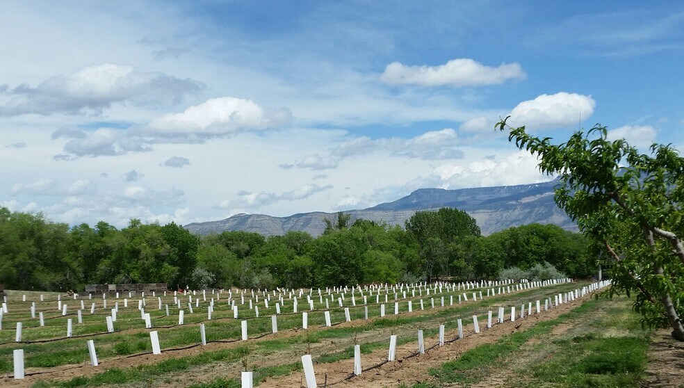 More Photos Of 3376 C Rd, Palisade Specialty For Sale