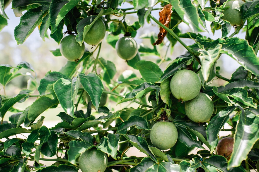 More Photos Of 20948 Corkscrew Rd, Estero Winery Vineyard For Sale