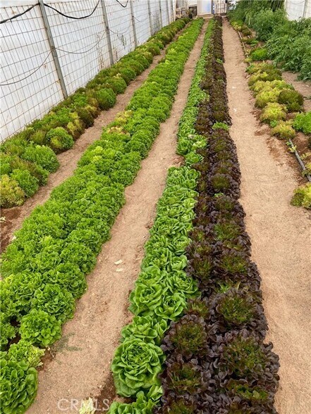 More Photos Of 691 Desert Trail Way, Tecopa Winery Vineyard For Sale