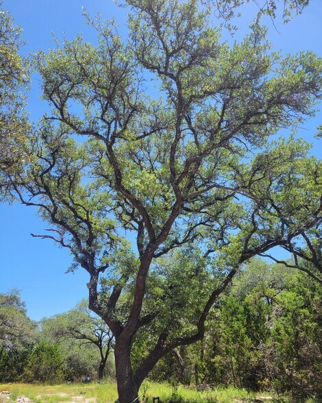 More Photos Of 638 Bonita Dr, Blanco Land For Sale
