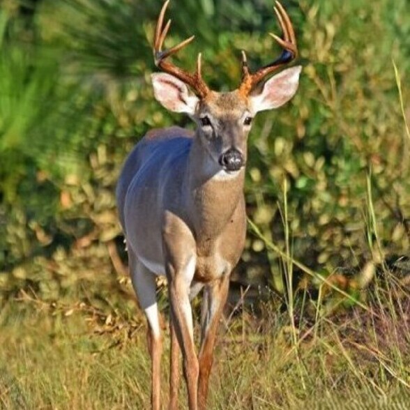 More Photos Of Shoal Line Blvd @ osowaw Blvd, Hernando Beach Land For Sale