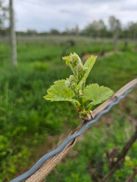More Photos Of 26701 80th Ave, Lawton Winery Vineyard For Sale