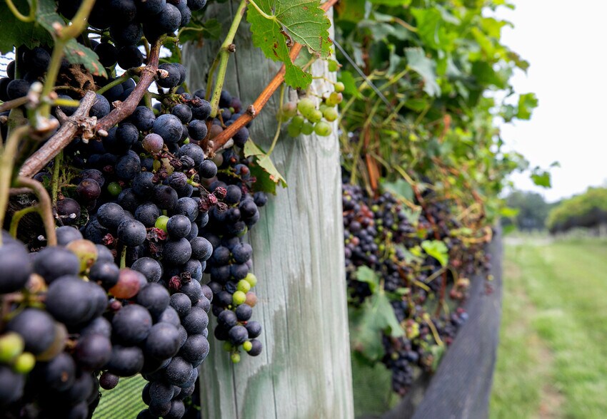 More Photos Of 8400 Old Church Rd, New Kent Winery Vineyard For Sale