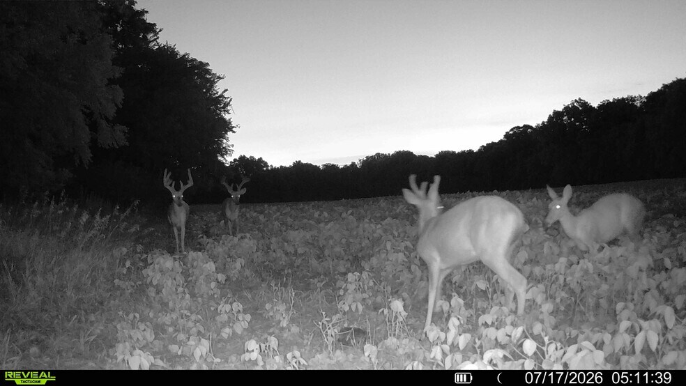 More Photos Of Walnut Hill Ln. (36.31+/- Acres), Elsberry Land For Sale