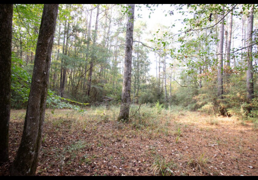 More Photos Of 8.5 ACRES +/- TBD CR 319, Broaddus Land For Sale