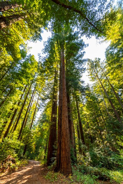 More Photos Of 2372 McKenzie Creek rd, Scotts Valley Land For Sale
