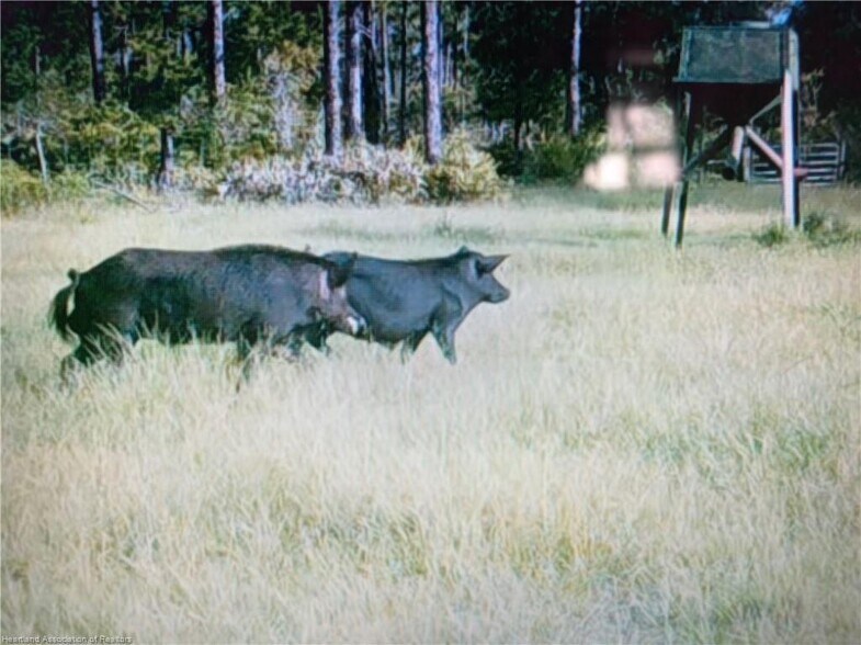 More Photos Of 17470 County Road 731, Venus Land For Sale