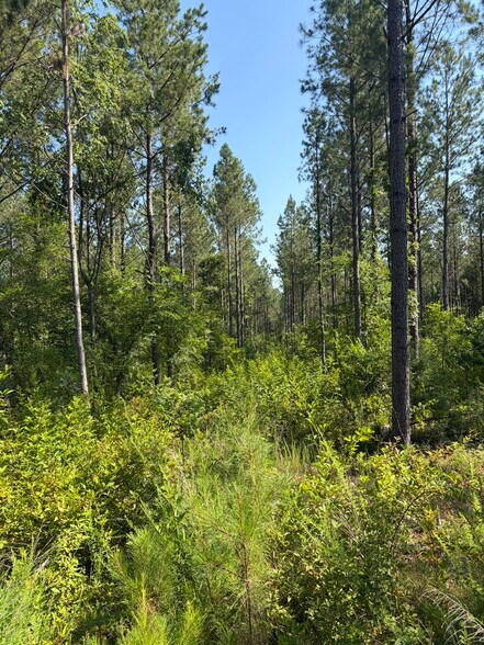 More Photos Of 00 Everett Chappell Rd, Mount Gilead Land For Sale