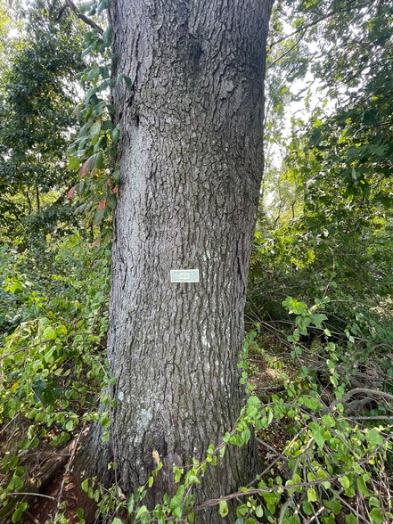 More Photos Of 10411 Scatell St, Canal Fulton Land For Sale