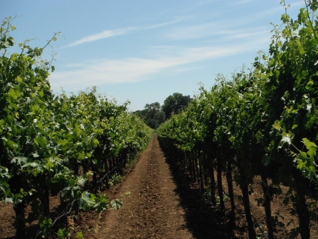 More Photos Of 2574 Ledgewood Rd, Fairfield Winery Vineyard For Sale