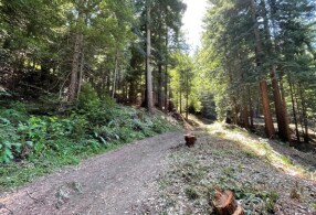 More Photos Of VALUABLE TIMBERLAND, La Honda Land For Sale