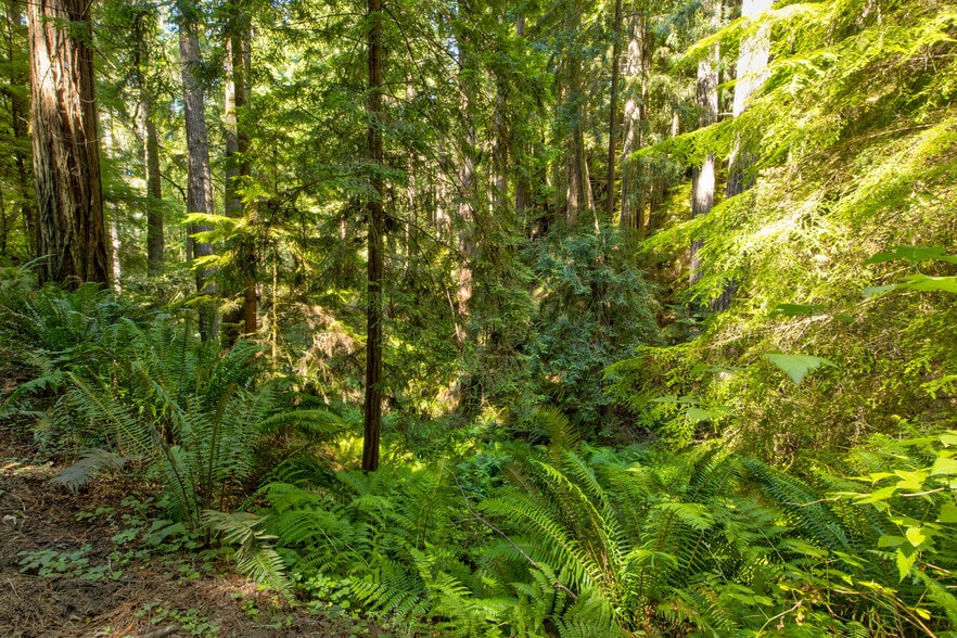 Primary Photo Of 33170 Frog Pond rd, Little River Land For Sale