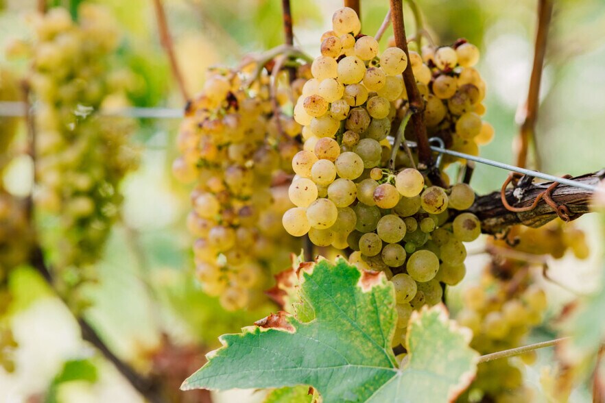 More Photos Of 4290 Mt Baker hwy, Everson Winery Vineyard For Sale