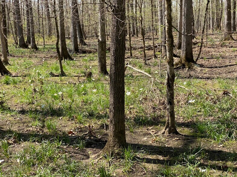 More Photos Of 92 Lillian Strong rd, Carlton Land For Sale