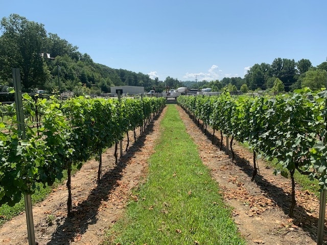 More Photos Of 124 Sandy Hill Ln, Hendersonville Winery Vineyard For Sale