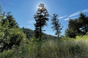 More Photos Of VALUABLE TIMBERLAND, La Honda Land For Sale