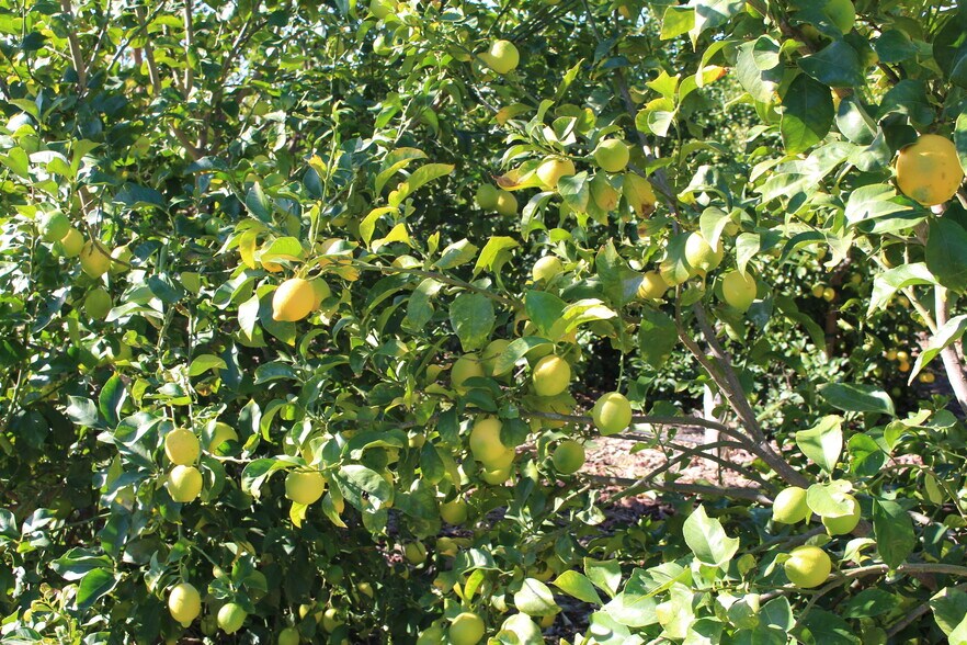 More Photos Of 1100 Cliff Ave, Fillmore Land For Sale