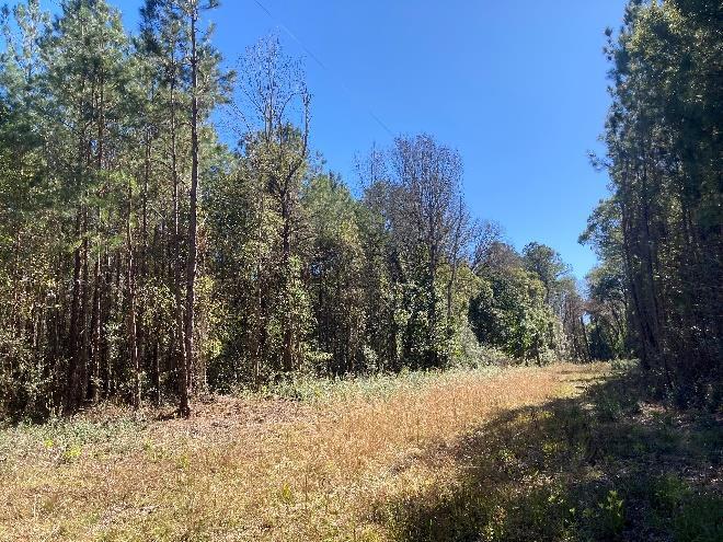 More Photos Of 0 Reid Stafford Road East, Glen Saint Mary Land For Sale